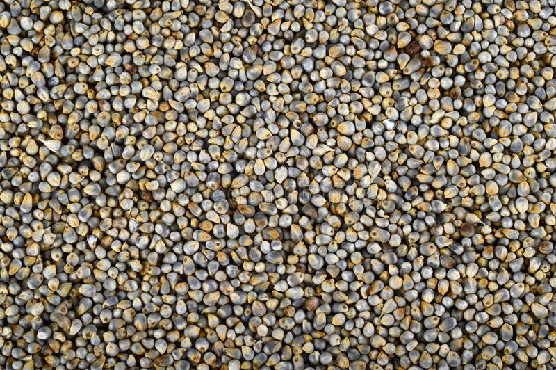 Sajjalu/Bajra/Pearl Millet